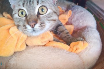 Ich bin eine tolle Katze, die zunächst ein bisschen Zeit braucht um Vertrauen zu meinen Menschen aufzubauen. Wenn ich dieses Vertrauen dann habe, dann liebe ich die Menschen sehr.