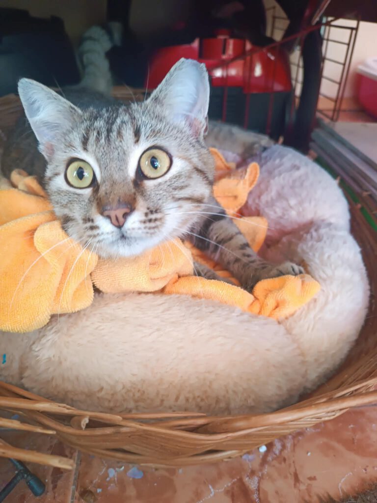 Ich bin eine tolle Katze, die zunächst ein bisschen Zeit braucht um Vertrauen zu meinen Menschen aufzubauen. Wenn ich dieses Vertrauen dann habe, dann liebe ich die Menschen sehr.