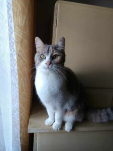 Ich bin sehr sozial mit Kindern und anderen Katzen. Außerdem bin ich anhänglich.