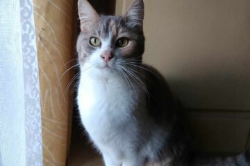 Ich bin sehr sozial mit Kindern und anderen Katzen. Außerdem bin ich anhänglich.