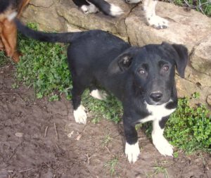 KODAK Digital Still Camera