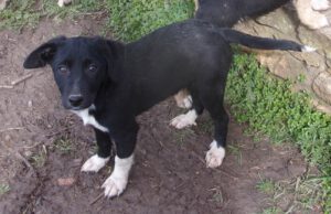 KODAK Digital Still Camera