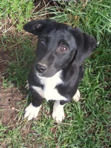 KODAK Digital Still Camera