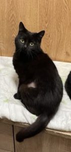 Charakter: "Hallo - ich bin NENA - vom Typ her bin ich eine soziale, gutmütige Katze. Gerne kommuniziere ich mit meinem Menschen. Manchmal bin ich aber auch etwas schüchtern. Da ich hier mit recht vielen anderen Katzen in meiner aktuellen Pflegestelle befinde, werde ich erst meine wahre Persönlichkeit in einem ruhigeren Zuhause entfalten können. Das ist momentan so nicht möglich, da hier einfach zu viel los ist. Sicherheit: geimpft, gechipt, EU-Pass vorhanden. Bemerkungen: Unser Kollege fand NENA mit ihren Geschwistern und einem weiteren Kater vor einer Zoohandlung. Sie waren noch recht klein und hatten keine Angst vor Menschen. Irgendjemand hatte sie zur Zoohandlung gebracht; in der Hoffnung dass sie dort versorgt würden. Zunächst behauptete eine Frau, dass sie sich um die Tiere kümmern würde. Jedoch weigerte siw sich die Katzen kastrieren zu lassen. So beschloss unser Kollege NENA, ihre Geschwister und den anderen Kater bei sich aufzunehmen. Seitdem sind sie bei ihm in Sicherheit. Nun ist NENA bereit für ihr neues Leben - und wartet schon ganz gespannt auf ihre Anfrage. NENA ist die Schwester von NANA und NINA.