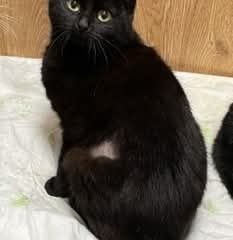 Charakter: "Hallo - ich bin NENA - vom Typ her bin ich eine soziale, gutmütige Katze. Gerne kommuniziere ich mit meinem Menschen. Manchmal bin ich aber auch etwas schüchtern. Da ich hier mit recht vielen anderen Katzen in meiner aktuellen Pflegestelle befinde, werde ich erst meine wahre Persönlichkeit in einem ruhigeren Zuhause entfalten können. Das ist momentan so nicht möglich, da hier einfach zu viel los ist. Sicherheit: geimpft, gechipt, EU-Pass vorhanden. Bemerkungen: Unser Kollege fand NENA mit ihren Geschwistern und einem weiteren Kater vor einer Zoohandlung. Sie waren noch recht klein und hatten keine Angst vor Menschen. Irgendjemand hatte sie zur Zoohandlung gebracht; in der Hoffnung dass sie dort versorgt würden. Zunächst behauptete eine Frau, dass sie sich um die Tiere kümmern würde. Jedoch weigerte siw sich die Katzen kastrieren zu lassen. So beschloss unser Kollege NENA, ihre Geschwister und den anderen Kater bei sich aufzunehmen. Seitdem sind sie bei ihm in Sicherheit. Nun ist NENA bereit für ihr neues Leben - und wartet schon ganz gespannt auf ihre Anfrage. NENA ist die Schwester von NANA und NINA.