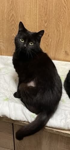 Ich heiße Nena, vom Typ her bin ich eine soziale, gutmütige Katze.