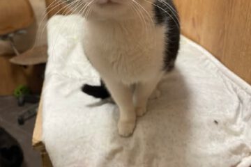 Hallo - ich bin's: NICOLE Vom Typ her bin ich eine soziale und tolle Katze, die gerne kommuniziert. Außerdem finde ich Streicheleinheiten toll. Manchmal bin ich aber auch etwas schüchtern. Da ich hier in meiner aktuellen Pflegestelle mit recht vielen anderen Katzen zusammen lebe, kann ich meine wahre Persönlichkeit nicht so richtig entfalten. Dies ist in einem ruhigeren Zuhause aber bestimmt möglich." Sicherheit: geimpft, gechipt, EU-Pass vorhanden. Bemerkungen: Unser Kollege fand NICOLE mit ihren Geschwistern und einem anderen Kater vor einer Zoohandlung. Sie waren noch recht klein und hatten keine Angst vor den Menschen. Irgendjemand hatte sie zur Zoohandlung gebracht; in der Hoffnung dass sie dort versorgt werden. Zunächst behauptete eine Frau sie würde sich um die 4 Katzen kümmern; jedoch weigerte sie sich dann aber die Katzen kastrieren zu lassen. So beschloss unser Kollege NICOLE, ihre Geschwister und den anderen Kater bei sich aufzunehmen. Seitdem sind sie bei ihm in Sicherheit. Nun ist NICOLE bereit für ihr neues Leben - und wartet schon ganz gespannt auf ihre Anfrage. NICOLE ist die Schwester von NANA und NENA.