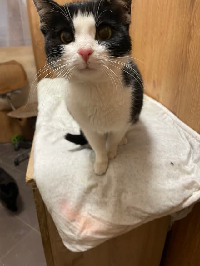 Ich eine soziale und tolle Katze, die gerne kommuniziert. Außerdem finde ich Streicheleinheiten toll.