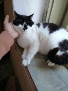 Ich bin im  Umgang mit Kindern und anderen Katzen sehr sozial außerdem bin ich anhänglich.