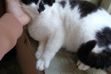 Ich bin im  Umgang mit Kindern und anderen Katzen sehr sozial außerdem bin ich anhänglich.