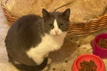 Bis jetzt lasse ich mich nur anfassen wenn es Futter gibt. Ansonsten brauche ich wahrscheinlich einfach meine Zeit, um zu lernen, was Liebe und Zuneigung bedeutet. Da ich zur Zeit in einer Wohnung mit vielen anderen Katzen zusammen lebe, kann ich meine wahre Persönlichkeit noch nicht sp richtig entfalten. Dies ist aber bestimmt in einem ruhigeren Zuhause möglich.