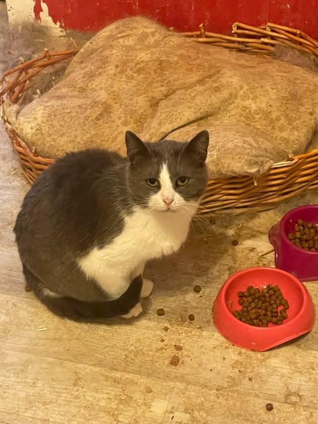 Bis jetzt lasse ich mich nur anfassen wenn es Futter gibt. Ansonsten brauche ich wahrscheinlich einfach meine Zeit, um zu lernen, was Liebe und Zuneigung bedeutet. Da ich zur Zeit in einer Wohnung mit vielen anderen Katzen zusammen lebe, kann ich meine wahre Persönlichkeit noch nicht sp richtig entfalten. Dies ist aber bestimmt in einem ruhigeren Zuhause möglich.