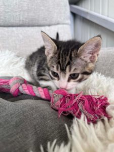 Kitten typisch verspielt, freundlich, neugierig, lustig, unerschrocken und aufgeschlossen.