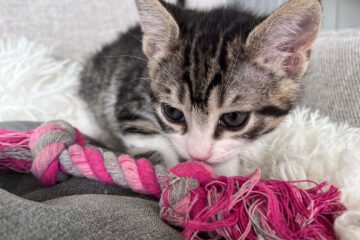 Kitten typisch verspielt, freundlich, neugierig, lustig, unerschrocken und aufgeschlossen.