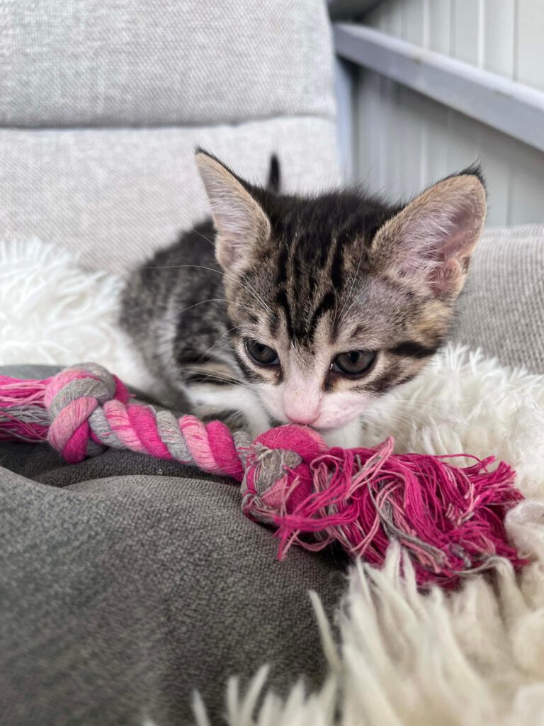 Kitten typisch verspielt, freundlich, neugierig, lustig, unerschrocken und aufgeschlossen.