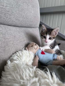 Kitten typisch verspielt, freundlich, neugierig, lustig, unerschrocken und aufgeschlossen