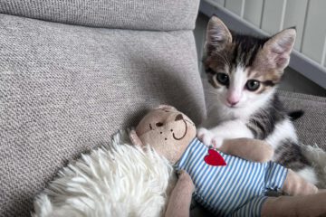 Kitten typisch verspielt, freundlich, neugierig, lustig, unerschrocken und aufgeschlossen