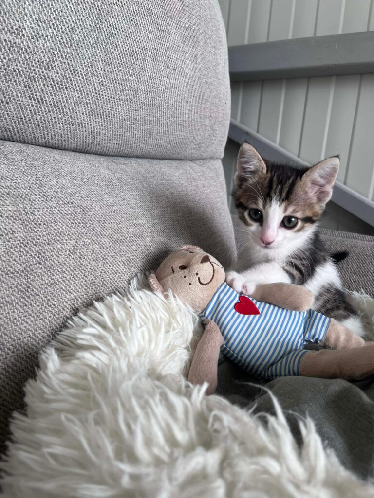 Kitten typisch verspielt, freundlich, neugierig, lustig, unerschrocken und aufgeschlossen