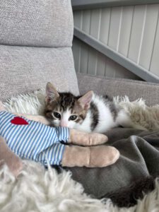 Kitten typisch verspielt, freundlich, neugierig, lustig, unerschrocken und aufgeschlossen.
