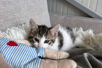 Kitten typisch verspielt, freundlich, neugierig, lustig, unerschrocken und aufgeschlossen.