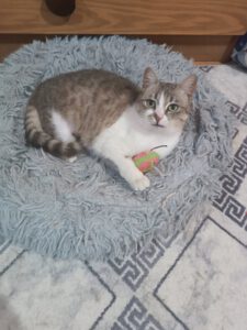 Ich bin eine sehr liebevolle, soziale und tolle Katze. Wenn ich sie sehe dann lege ich immer sofort auf die Seite, damit sie meinen Bauch streicheln kann. Dabei fühle ich mich dann immer so richtig wohl.