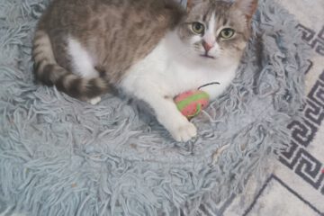 Ich bin eine sehr liebevolle, soziale und tolle Katze. Wenn ich sie sehe dann lege ich immer sofort auf die Seite, damit sie meinen Bauch streicheln kann. Dabei fühle ich mich dann immer so richtig wohl.