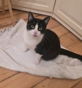 Ich bin eine tolle und schmussige Katze. Spieleinheiten mag ich genauso gerne wie Schmusezeit mit meinem Menschen.