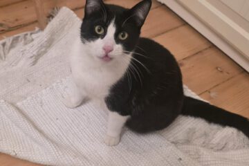 Ich bin eine tolle und schmussige Katze. Spieleinheiten mag ich genauso gerne wie Schmusezeit mit meinem Menschen.