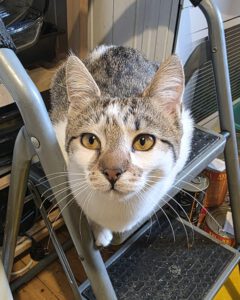 Hey - ich bin's: WANDA. Meine Pflegemama, bei der ich zur Zeit in Sofia lebe, beschreibt mich als ziemlich coole, schmusige und liebevolle Katze. Spielen ist total mein Ding; aber genauso wichtig ist es mir genügend Aufmerksamkeit von meinen Menschen zu bekommen.