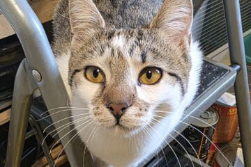 Hey - ich bin's: WANDA. Meine Pflegemama, bei der ich zur Zeit in Sofia lebe, beschreibt mich als ziemlich coole, schmusige und liebevolle Katze. Spielen ist total mein Ding; aber genauso wichtig ist es mir genügend Aufmerksamkeit von meinen Menschen zu bekommen.