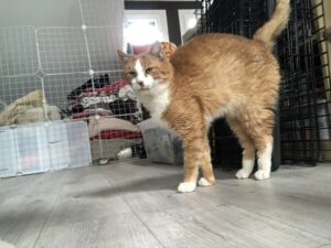 ZUNO ist ein sehr sehr lieber und kuscheliger Kater. Er wird anfangs etwas Zeit zum Ankommen benötigen, wenn er aber einmal Vertrauen gefasst hat, ist er der liebste Kater der Welt. Mit anderen Katzen ist er zurückhaltend aber sozial, wenn diese nicht dominant sind.