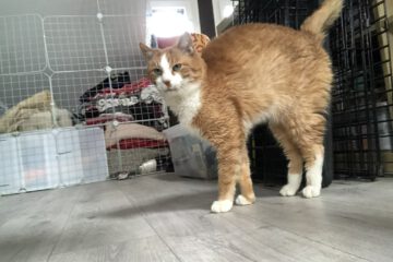 ZUNO ist ein sehr sehr lieber und kuscheliger Kater. Er wird anfangs etwas Zeit zum Ankommen benötigen, wenn er aber einmal Vertrauen gefasst hat, ist er der liebste Kater der Welt. Mit anderen Katzen ist er zurückhaltend aber sozial, wenn diese nicht dominant sind.