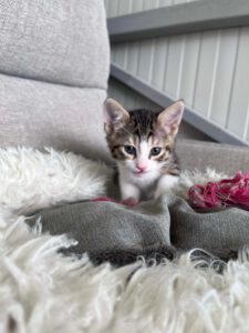 Kitten typisch verspielt, freundlich, neugierig, lustig, unerschrocken und aufgeschlossen.
