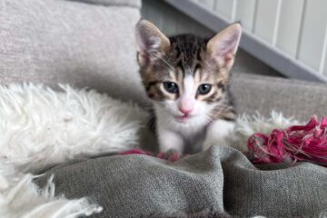Kitten typisch verspielt, freundlich, neugierig, lustig, unerschrocken und aufgeschlossen.