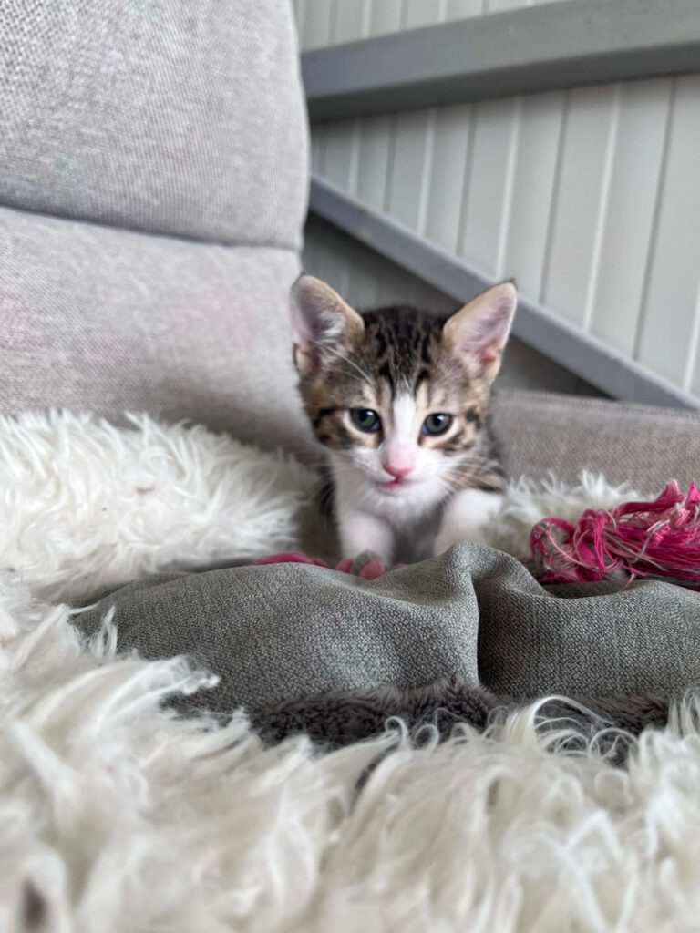 Kitten typisch verspielt, freundlich, neugierig, lustig, unerschrocken und aufgeschlossen.