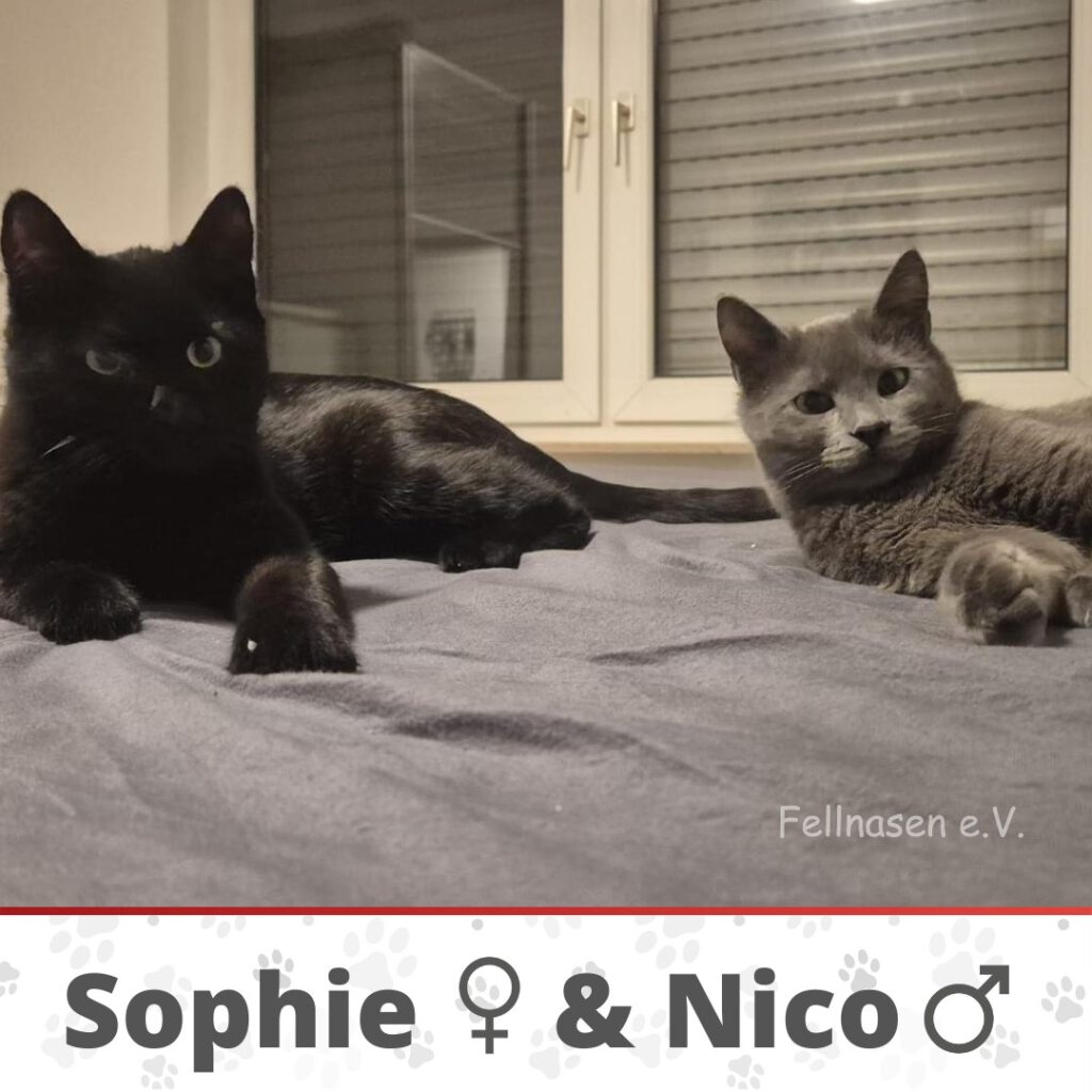 Sophie & Nico – zwei kleine Persönlichkeiten, die Herzen erobern.