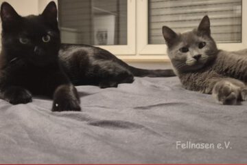 Sophie & Nico – zwei kleine Persönlichkeiten, die Herzen erobern.