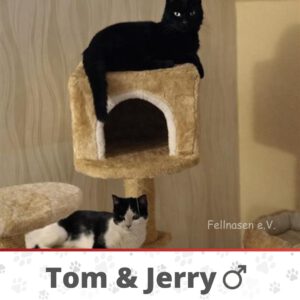 Tom & Jerry – zwei beste Freunde mit ganz viel Herz und Humor 🐱🐱 Tom und Jerry sind zwei unglaublich liebe Katzenjungs, die man einfach ins Herz schließen muss.