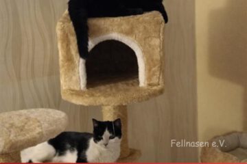Tom & Jerry – zwei beste Freunde mit ganz viel Herz und Humor 🐱🐱 Tom und Jerry sind zwei unglaublich liebe Katzenjungs, die man einfach ins Herz schließen muss.