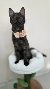 ASHLEY ist eine sehr liebe und freundliche Katze. Sie ist menschenbezogen und genießt ausgiebige Kuscheleinheiten sehr.