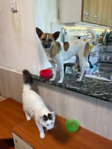 BELUSHI, 12.03 (2)