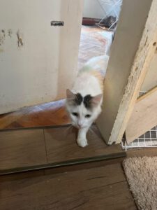 BELUSHI, 12.03 (4)