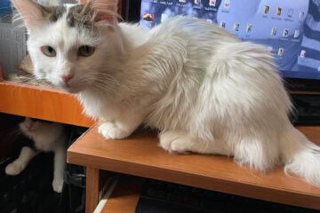 Miaauu - ich bin's: BELUSHI. Ich bin ein 1 jähriger, langhaariger, ruhiger Kater.