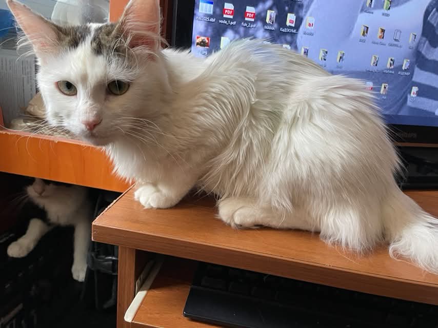 Miaauu - ich bin's: BELUSHI. Ich bin ein 1 jähriger, langhaariger, ruhiger Kater.