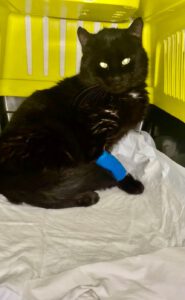 Blacky sucht seinen Menschen! Ein Mensch mit großem Herz, viel Geduld und Verständnis wird dringend für Blacky gesucht.