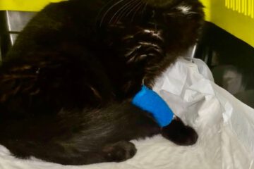 Blacky sucht seinen Menschen! Ein Mensch mit großem Herz, viel Geduld und Verständnis wird dringend für Blacky gesucht.
