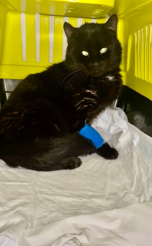 Blacky sucht seinen Menschen! Ein Mensch mit großem Herz, viel Geduld und Verständnis wird dringend für Blacky gesucht.