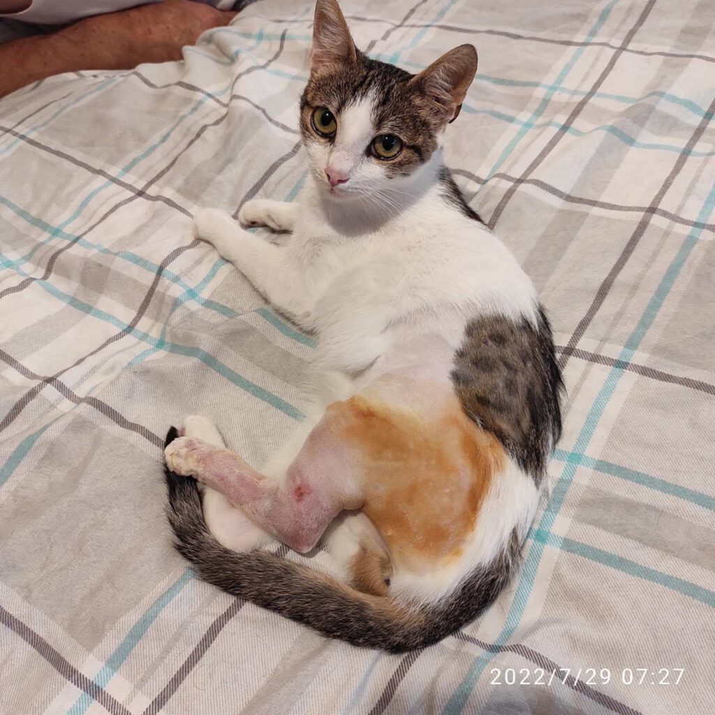 Miaauu - ich bin's: DARA. Wenn du auf der Suche nach einer sehr sozialen und gutmütigen Katze bist, die sich auch noch gerne streicheln lässt, dann bist du bei mir genau richtig. Manchmal bin ich ein bißchen schüchtern und zurückhaltend. Wenn ich die Aufmerksamkeit von meinem Pflegepapa hier in Varna haben möchte, dann miaue ich einfach mal.