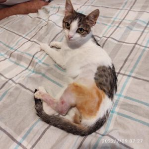 Miaauu - ich bin's: DARA. Wenn du auf der Suche nach einer sehr sozialen und gutmütigen Katze bist, die sich auch noch gerne streicheln lässt, dann bist du bei mir genau richtig. Manchmal bin ich ein bißchen schüchtern und zurückhaltend. Wenn ich die Aufmerksamkeit von meinem Pflegepapa hier in Varna haben möchte, dann miaue ich einfach mal.