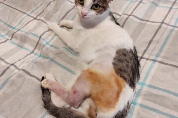Miaauu - ich bin's: DARA. Wenn du auf der Suche nach einer sehr sozialen und gutmütigen Katze bist, die sich auch noch gerne streicheln lässt, dann bist du bei mir genau richtig. Manchmal bin ich ein bißchen schüchtern und zurückhaltend. Wenn ich die Aufmerksamkeit von meinem Pflegepapa hier in Varna haben möchte, dann miaue ich einfach mal.